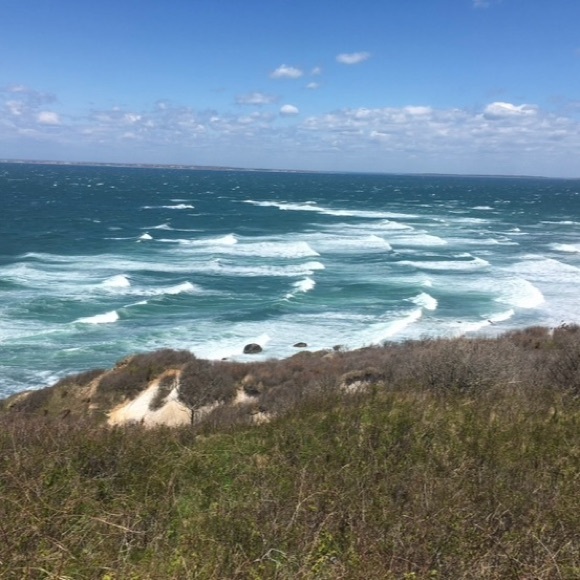LARGE quahog shells - Picture 6 of 6